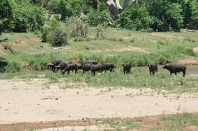 Buffalo