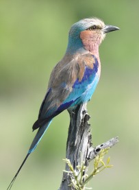 Lilac-breasted roller