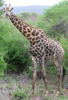 Giraffe