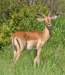 Male impala