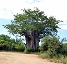 Southernmost baobab tree, Kruger National Park