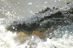 Crocodile