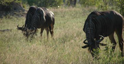 Grazing wildebeest