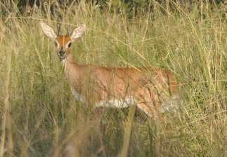 Steenbok, Raphicerus campestris