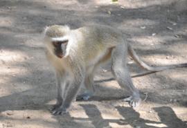 Vervet monkey