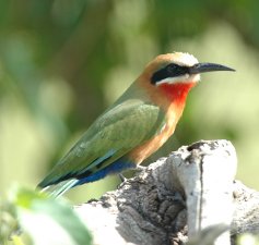 White fronted bee-eater