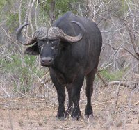 African buffalo